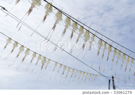 Drying squid under sun light 33061279