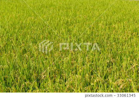 Paddy Rice field 33061345