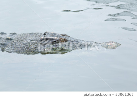 Swimming Crocodile 33061365
