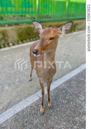 Deer at nara park Deer at nara park 33061621