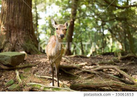 Wildness deer 33061653