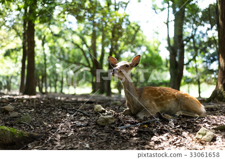 Wild deer in Nara park 33061658