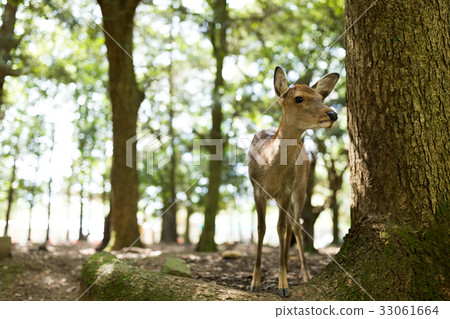 Wild deer in Nara Park 33061664