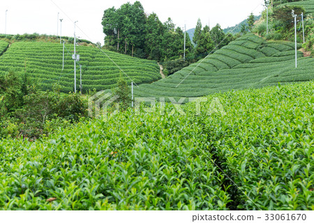 Green tea farm Green tea farm 33061670