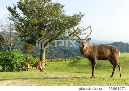 Group of Deer in mountain of Nara in Japan 33061671
