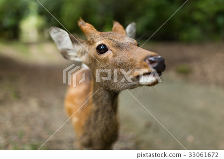Deer close up 33061672