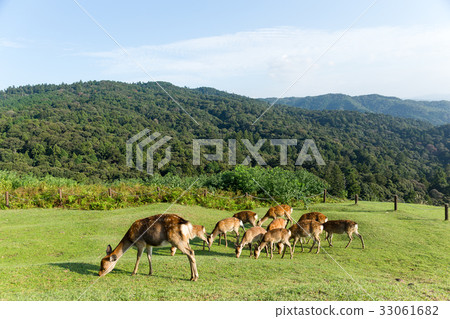Deer eating grass Deer eating grass 33061682