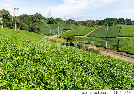 Tea garden Tea garden 33061749
