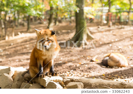 Cute fox at outdoor in autumn Cute fox at outdoor in autumn 33062243