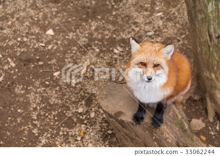 Red fox close up Red fox close up 33062244