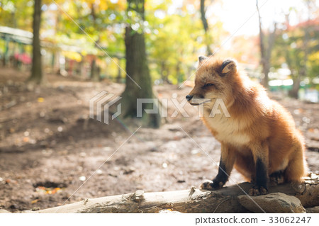 Cute Fox Cute Fox 33062247