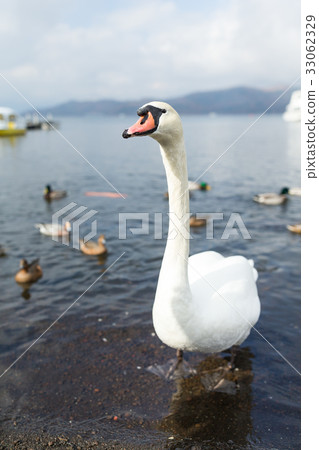 Swan and duck in the lake 33062329