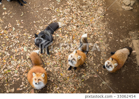 Group of fox looking for food 33062454