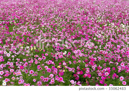 Flower Cosmos field Flower Cosmos field 33062483