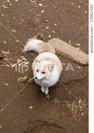 White fox at outdoor 33062485