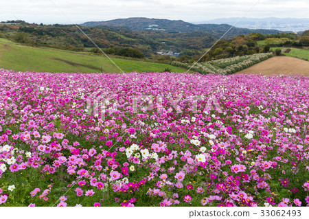 Pink Cosmos flower 33062493