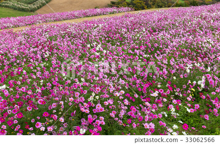 Cosmos flower in field Cosmos flower in field 33062566
