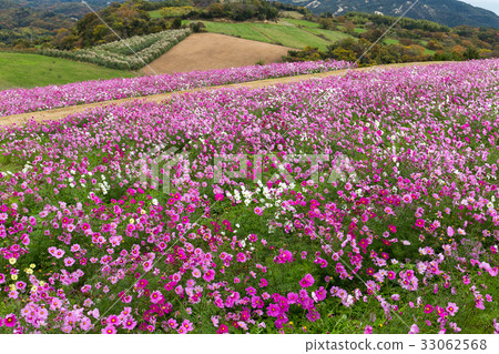 Pink Cosmos flowers field Pink Cosmos flowers field 33062568