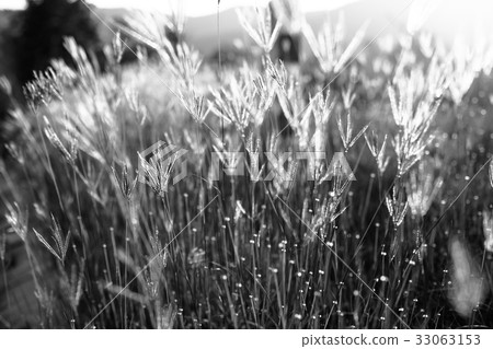 Beautiful nature landscape - alpine meadow Beautiful nature landscape - alpine meadow 33063153