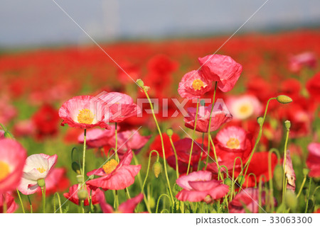 Chalet poppy 3299 33063300