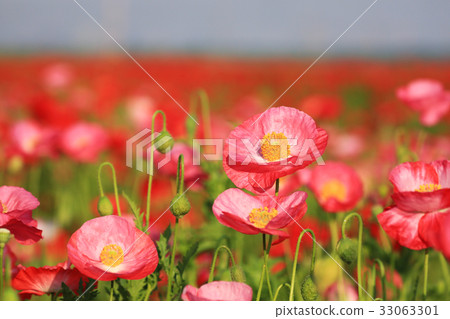 Chalet poppy 3301 33063301