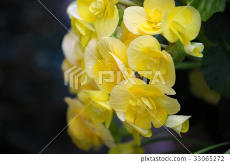 Begonia flowers 33065272