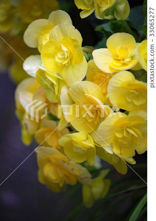Begonia flowers 33065277