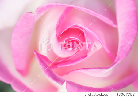 Rose garden of Kaiseisan Park Rose garden of Kaiseisan Park 33067798