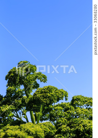 Parsley 33068280