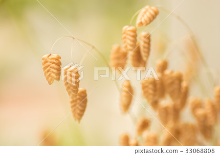 Madder beetle 33068808