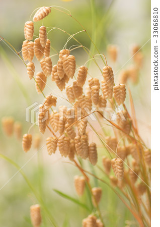 Madder beetle Madder beetle 33068810