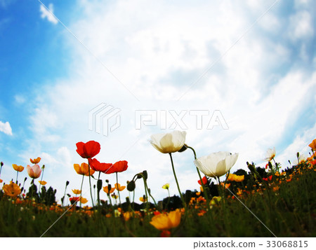 Iceland Poppy 1819 33068815