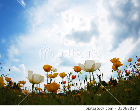 Iceland Poppy 1822 33068817