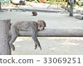 日本猴子 33069251