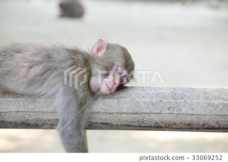 日本猴子 33069252