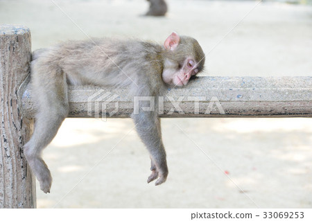 Japanese macaque 33069253