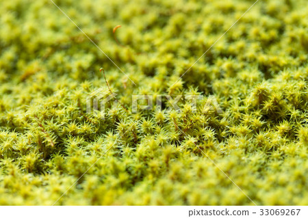 Snatch Snatch 33069267