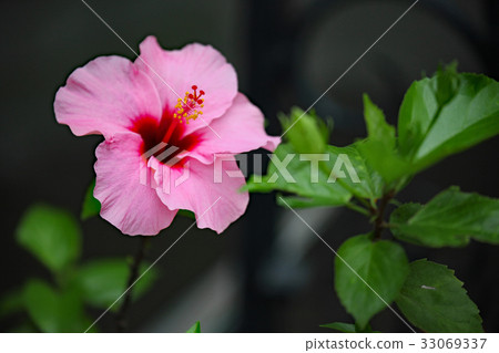 Hibiscus Hibiscus 33069337