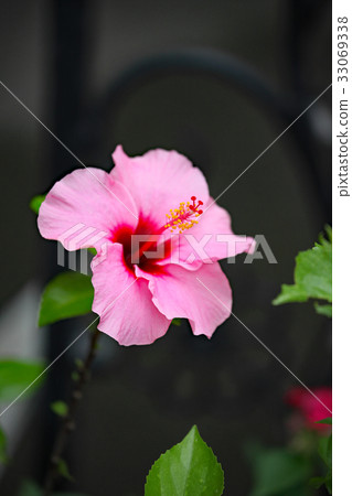 Hibiscus Hibiscus 33069338