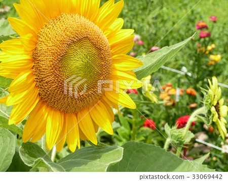 Summer image sunflower 33069442