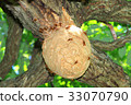 Nest of the Scyptome 33070790