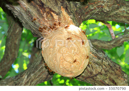 Nest of the Scyptome 33070790