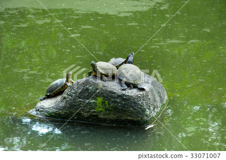 Mississippi Pond slider 33071007