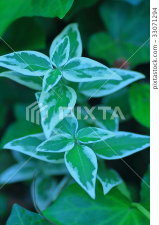 長春花 33071294