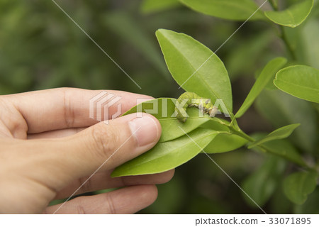 Biotechnology scientist with worm on leaf orange 33071895