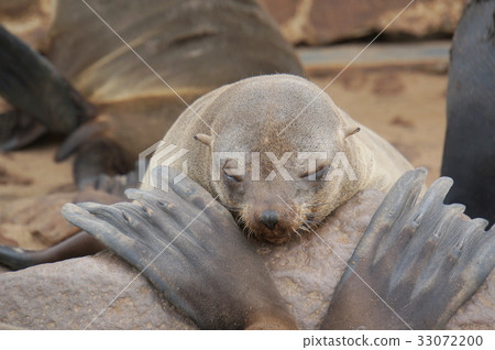 Namibia Cape Cross Fur Seal Namibia Cape Cross Fur Seal 33072200