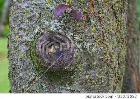 貝尼巴斯桃樹皮 33072658