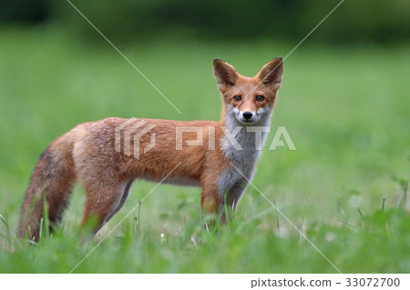 Children of Kita fox 33072700