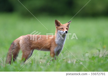 Children of Kita fox 33072701