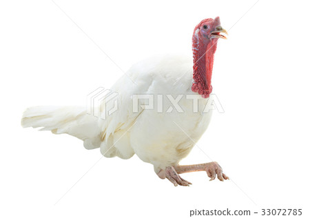 turkey turkey 33072785